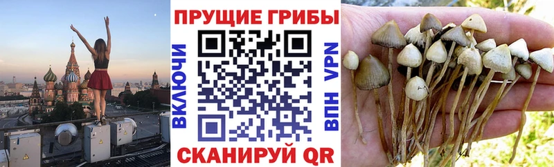 Галлюциногенные грибы Cubensis  закладка  Анадырь 
